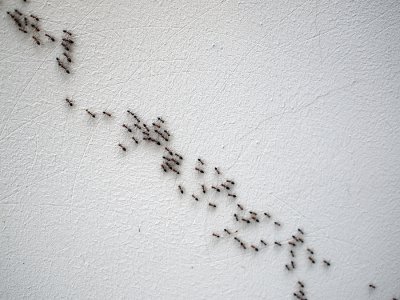 Ants climbing up a wall in Howard County