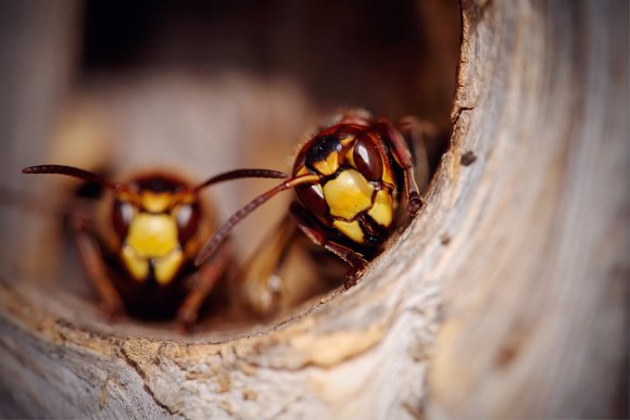 European hornets in Howard County