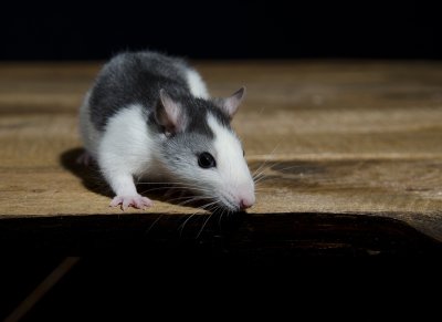 Rat damaging wood floors in Baltimore County home