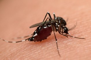  Mosquitoes control Before A Special Event