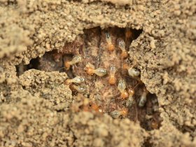 Termites in Home