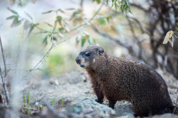 Groundhogs are burrowing mammals that can cause trouble for your property