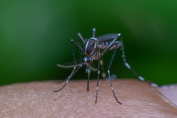 Mosquitoes Bites and Its Effects