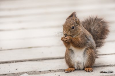 squirrel can leave daily damage in a house