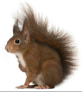 Close up image of a squirrel