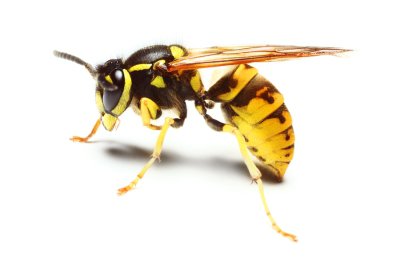 Yellow jacket insect