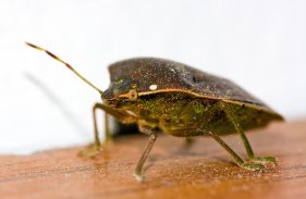 Bed bug infestations can happen even in the cleanest homes and businesses