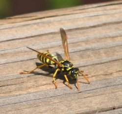 Know About Yellow Jackets