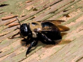 Carpenter bees flourish in the spring