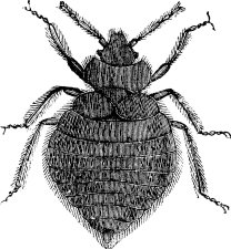 Clipart image of a bed bug