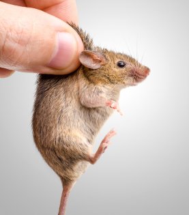 Man holding a mouse