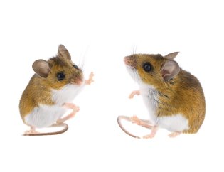 2 mice Transparent Image