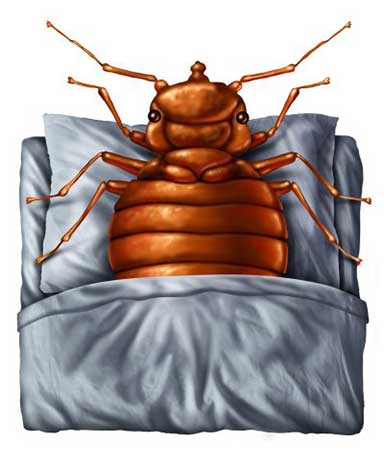 Non-Residential Bed Bug Prevention