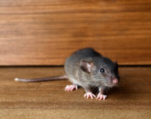 Small rat on wooden floor