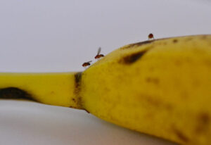 Fruit flies on bananas