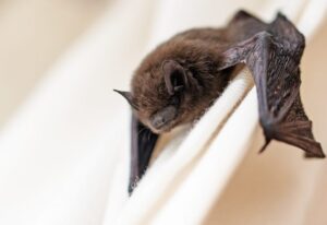 The closeup view of small bat in wall at Catonsville, MD 