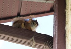 Squirrel on an eavestrough