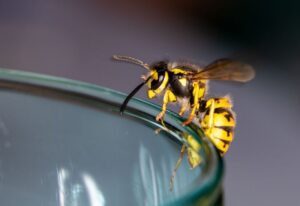 Wasp sitting on a glass - danger of swallowing a wasp in the summer
