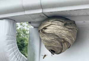 Wasps in nest on exterior of home
